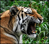 ZOO ANIMALS : Photos were taken at Indianpolis,Cincinati, Lousiville zoos.